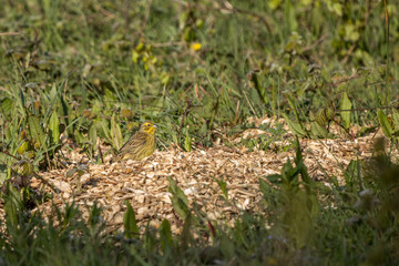 Yellowhammer (Emberiza citrinella) in the wood chippings enjoying the morning sunshine