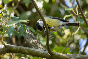 Great Tit perched on a branch eating something