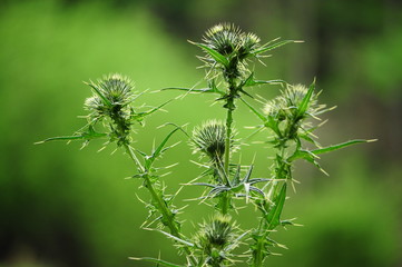 Obraz premium Planta de cardo alta y verde con muchas espinas 