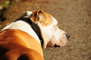Perro American Staffordshire Terrier blanco y canela