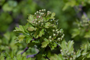 Fresh leaves and buds of the hawthorn flowers with a blurred background.