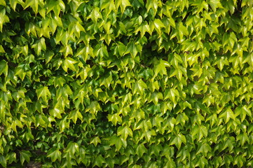 Tapiz de hojas verdes ocupando toda la fotografía