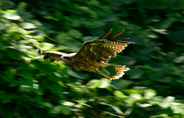 Bird,Eagle,Passaro