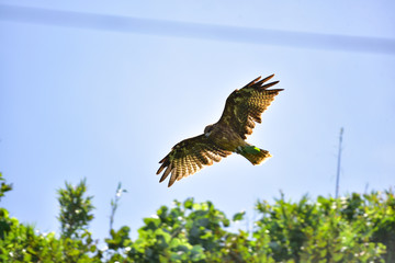Bird,Eagle,Passaro