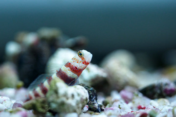 Little Fish