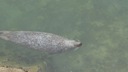 Santander is a very beautiful city in Cantabria, Spain