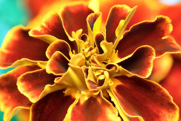 red flower of calendula