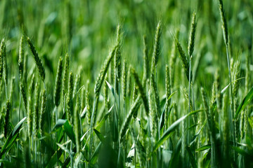 Fototapeta premium growing wheat in green
