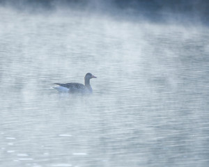 bird is swimming in the morning mist Franconia Germany wider view