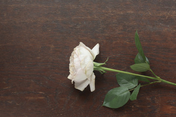 卓上の白バラ