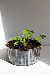 young plant in a pot