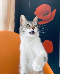 Gatto solleva una zampa su sfondo a fiori sopra il divano di una casa