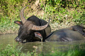 Obraz premium Buffalo