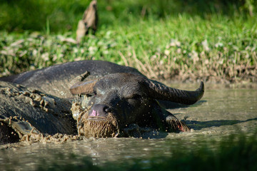 Buffalo