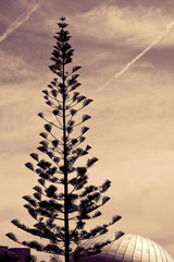 Silhouette of tree against cloudy sky in twilight