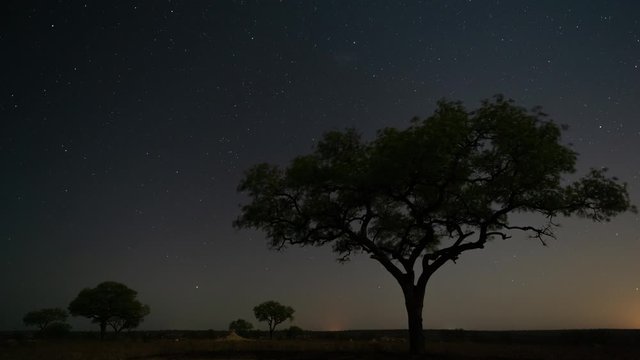 Static astro night timelapse of a Marula tree (Sclerocarya birrea) in the wilderness bushveld, moonlight landscape with trees in South Africa, in a game reserve/national park.