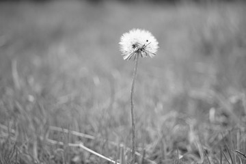 Fluffy dandelion growing in the garden. Black and white photo.