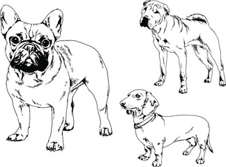 vector drawings sketches pedigree dogs in the racks drawn in ink by hand , objects with no background