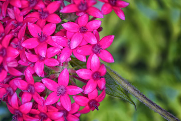 close up of pink hydrangea flowers
