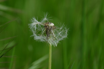 dandelion on green background in forest