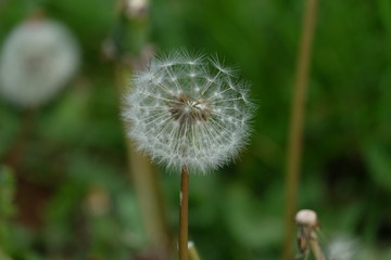 dandelion on green background