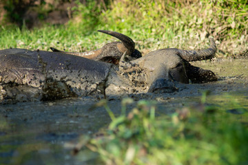 Buffalo