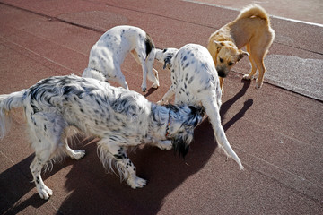 Dogs playing in the park