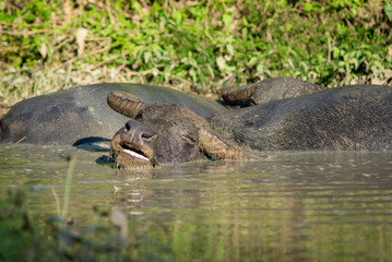 Buffalo