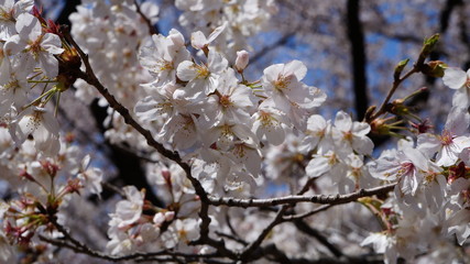 桜
