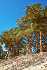 Pine trees on the high sand dunes on a blue sky background.