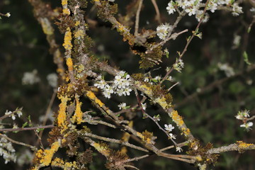 blühende buschblüten zwischen abgestorbenen und vermoosten ästen