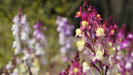 ヒメキンギョソウ