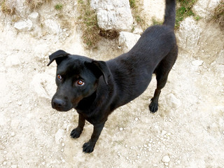 Portrait of a black labrador looking at the camera. View from above. Love for animals concept