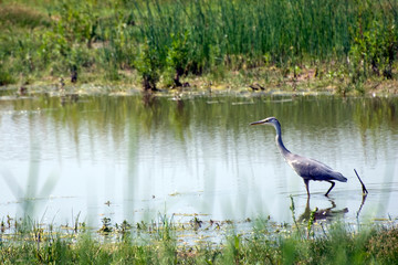 European Grey Heron in a pond 
