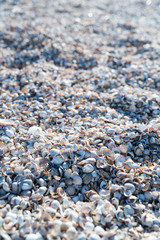 Shells in piles
