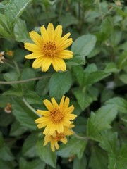 sunflower in the garden