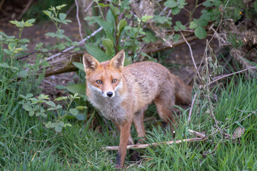 red fox in the wild