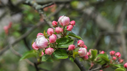 incredibly beautiful flowering apple tree, beautiful spring