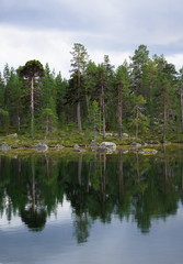 Green trees and reflections on the ;ale in the forest, Lapland, Finland