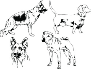 vector drawings sketches pedigree dogs in the racks drawn in ink by hand , objects with no background