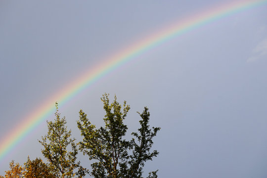 Rainbow in a clear sky, branches of the tree. 