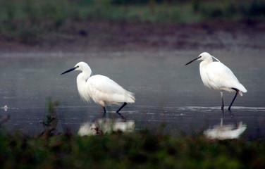 Obraz premium Little egret (Egretta Egretta) standing in water early morning