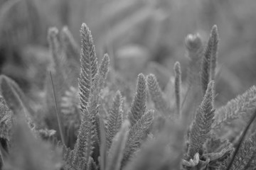 Yarrow grass grows in a spring field, side view, close-up. Perennial herbaceous plant. BW photo.