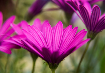 daisy of the Cape close up