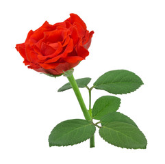 Red rose isolated on white background with clipping path.