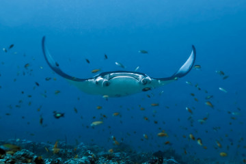 A large manta Ray hovers over a coral reef surrounded by many small fish.   Maldives.
