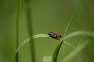 Insecte