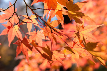 japanese maple leaves