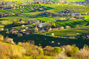 Naklejka premium Spring cherry tree, meadows and fields landscape in Slovakia. Blossoming cherry trees. Fresh country in Hrinova.