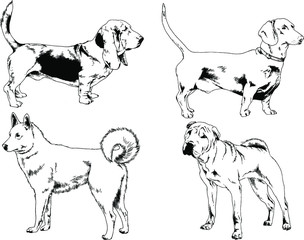 vector drawings sketches pedigree dogs in the racks drawn in ink by hand , objects with no background